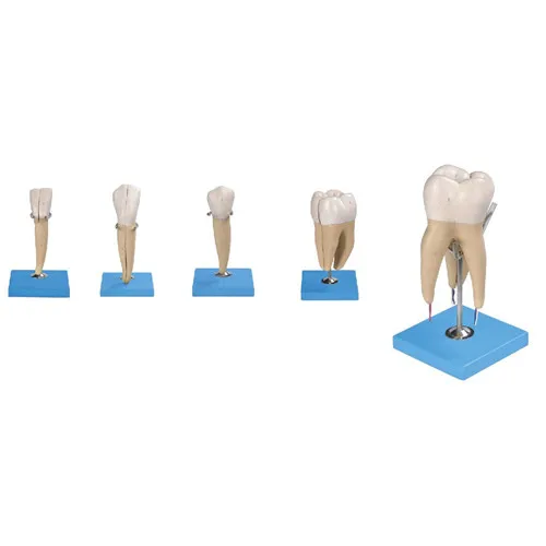 

Magnified Human Teeth Model,Anatomy Dental Model