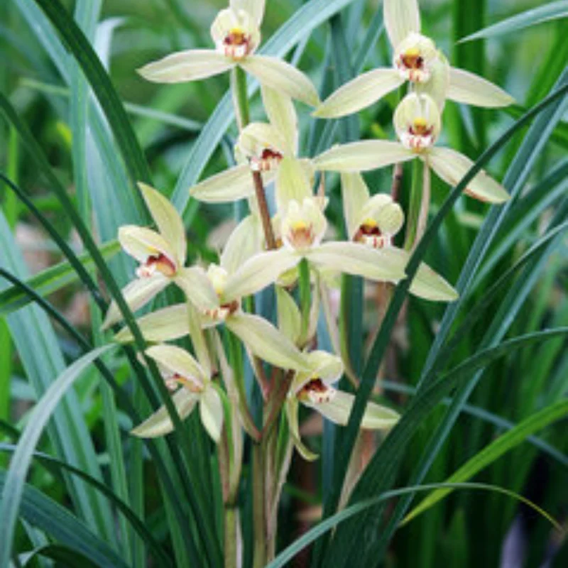 

Upgrade Metal Kit Shock Absorbers for FY03 WLtoys 12428 1/12 RC Buggy Car Spare Parts