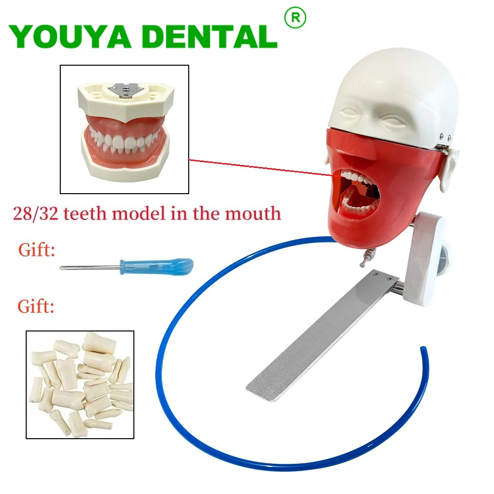 

360-Degree Adjustment Dental Phantom Head Model With Teeth Dentistry Simulator Manikin for Dentist Practice Demonstration Models