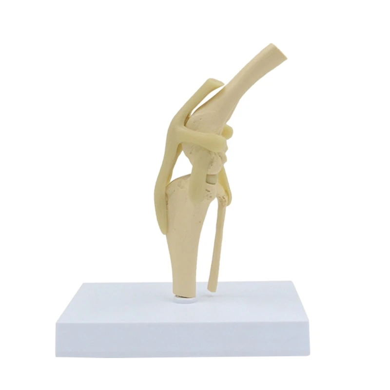 

2022 New Dog Knee Joint Model Shows Ligaments Tibia 1:1 Life Size Animal Knee Joint Model