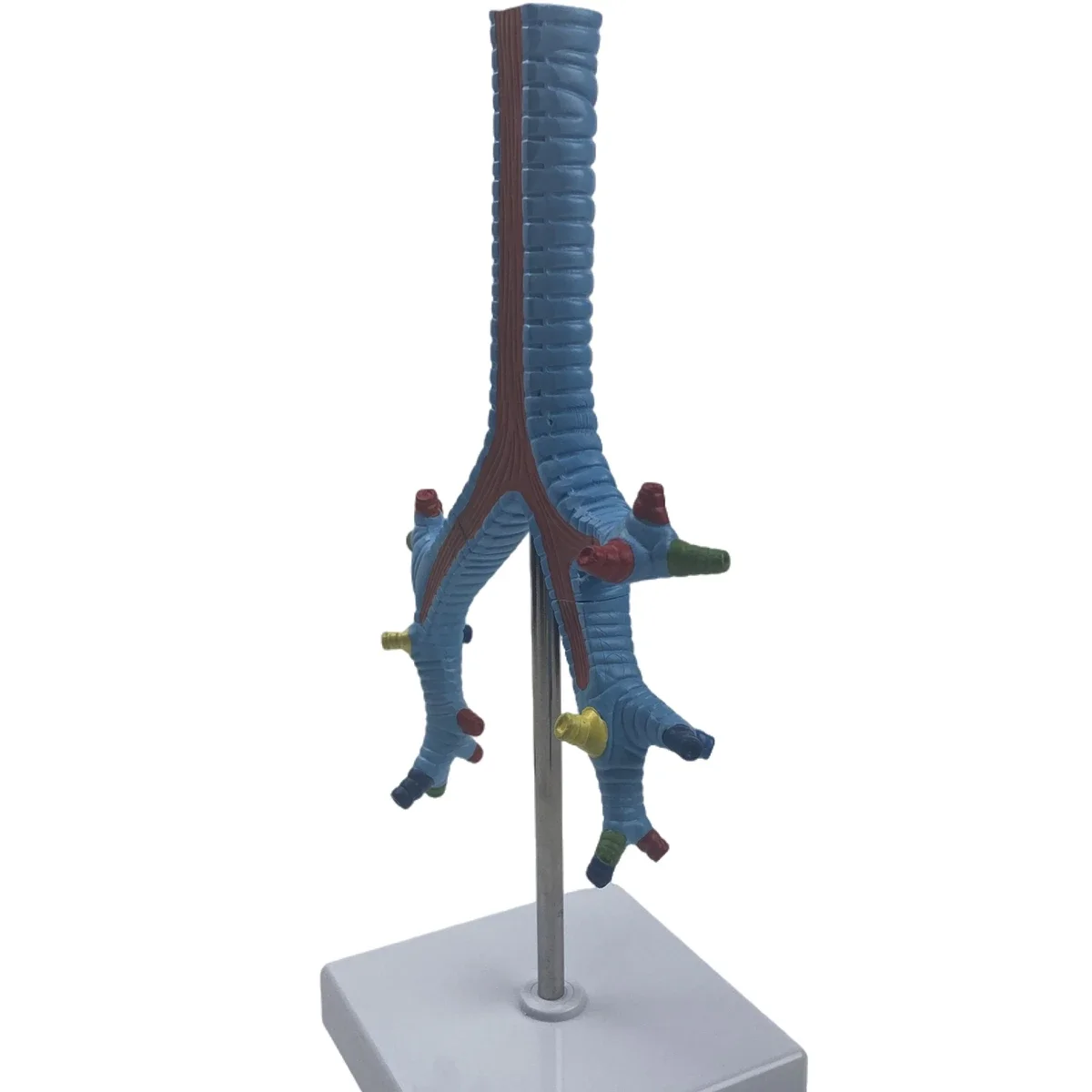PVC menselijk luchtpijp- en bronchemodel Medische anatomische modellen onderwijs