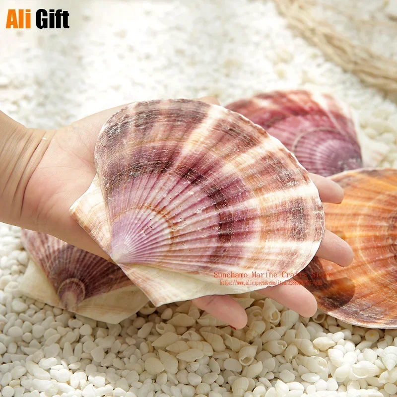 10-13cm 12pcs/lot Natural Shell Conch Mediterranean Ocean Beach Aquarium Fish Tank Decor Painting Graffiti Scallops Ornament