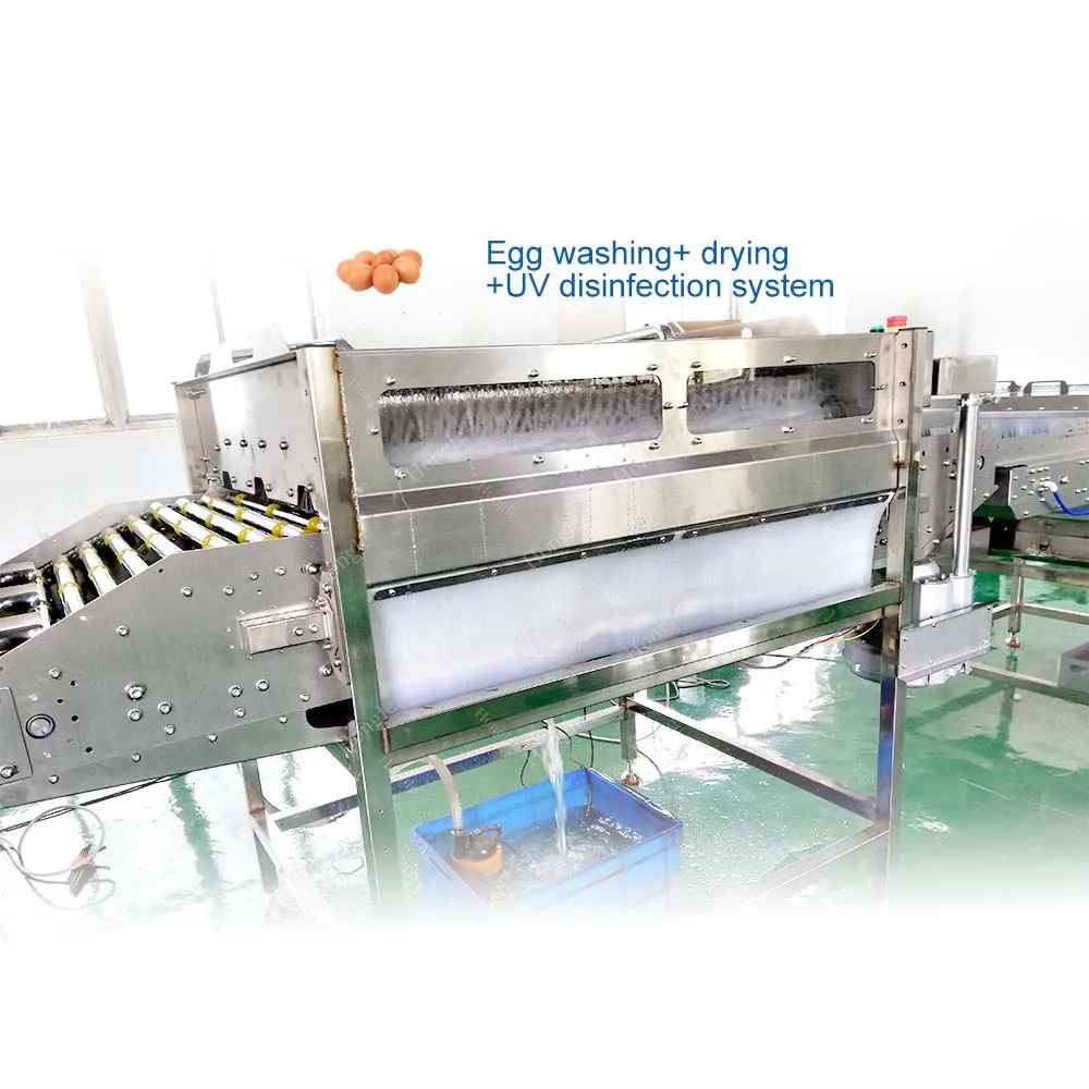 فرشاة تجارية من الفولاذ المقاوم للصدأ، مجفف غسيل البيض، غسالة بيض أوتوماتيكية #4