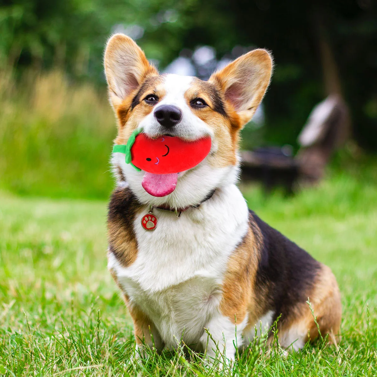 Pet Squeak Chew Plush Toy Chilli Vegetable Toys for Dog Cat Stress Reliever