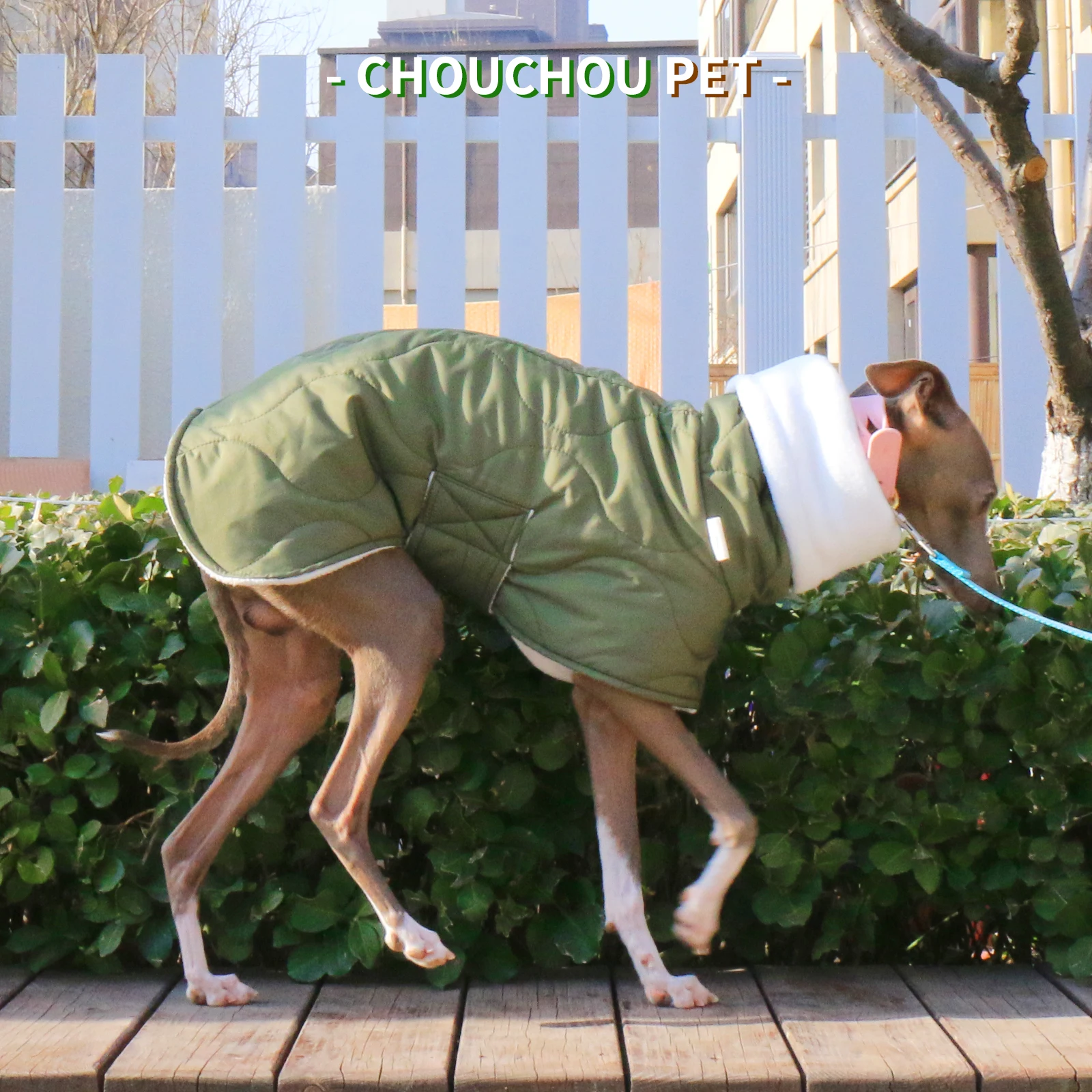 iggy whippet saluki waterproof winter quilted coat jacket