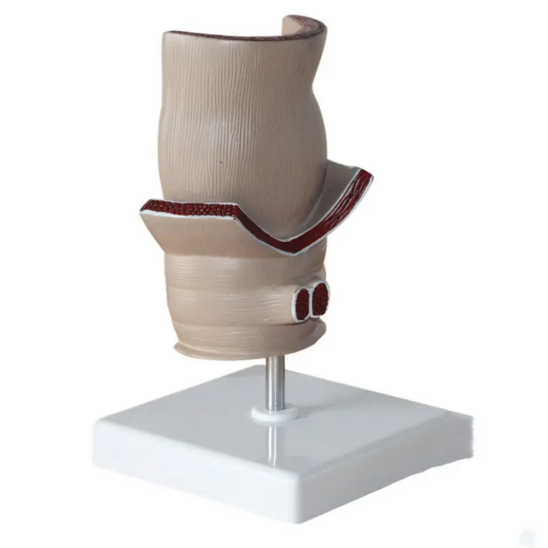 

Plastic anatomical intestinal models in hospitals and schools for rectal disease demonstrators