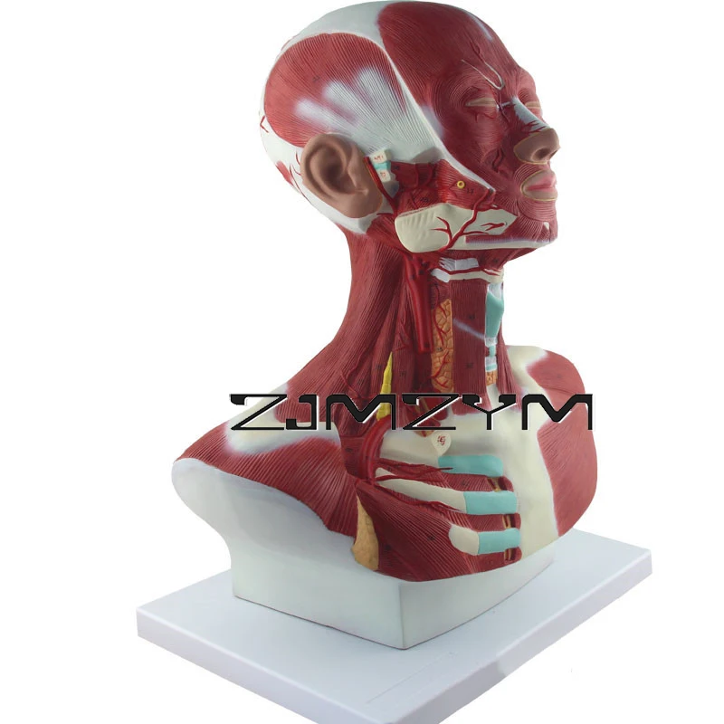 1Pc PVC Digital Identification Human Body Head Neck Muscle Anatomical Model