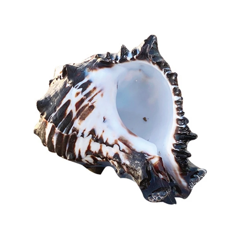 Ocean Conch Natural Large Seashells for Ideal for Wedding Party Decoration Beach Party Decor and Aquarium Adornment