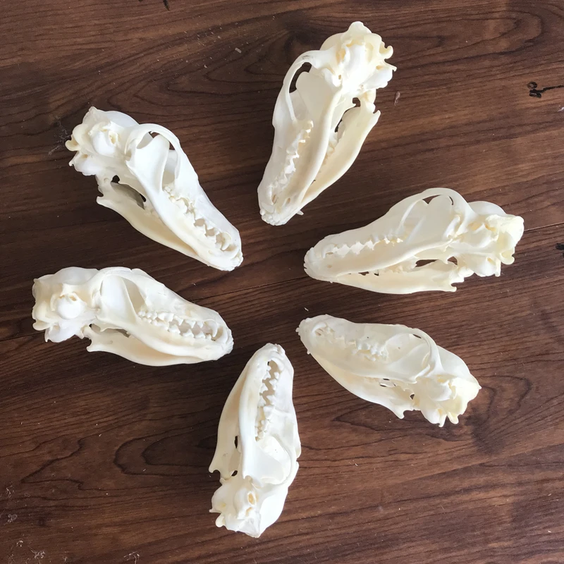 1Pcs-6Pcs Vulpes Vulpes Red Fox, Silver Fox,cross Fox Skull Taxidermy จริงกระดูกโครงกระดูกตกแต่งคริสต์มาสของขวัญ