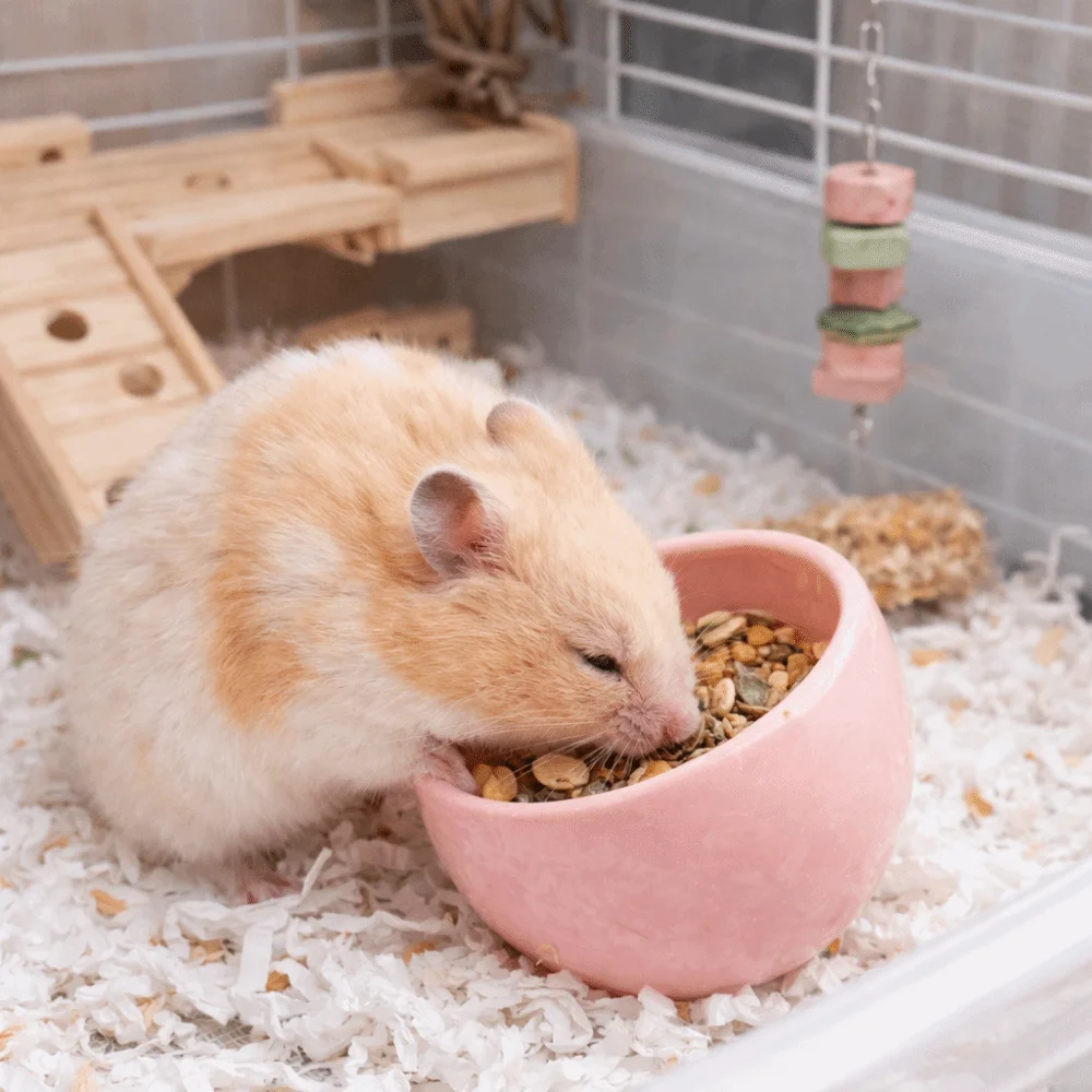 Keramik-Futterschale für Hamster, kippsicher, rutschfest, für kleine Haustiere, verschüttungssicher, mit schrägen Kanten, für Meerschweinchen – Detail 7