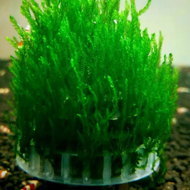 Aquatic Pet Supplies Decorations Aquarium Moss Ball Live Plants Filter Decor Easy Install