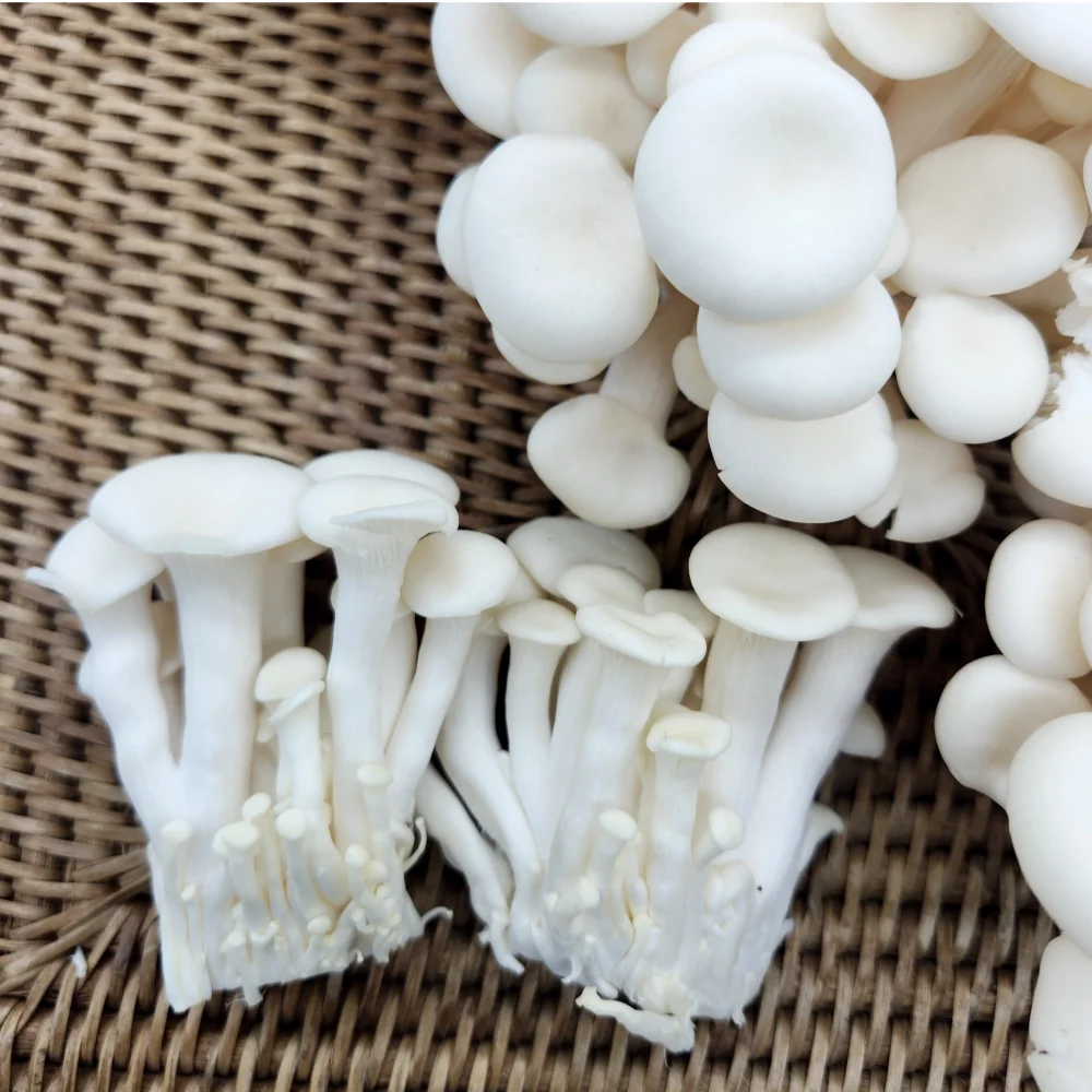 Hongo ostra sin pesticidas 1kg (a granel)