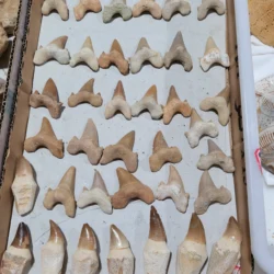 Otodus Obliquus shark tooth Megalodon Aquarium Gift ancester quality stone shark teeth-1pc