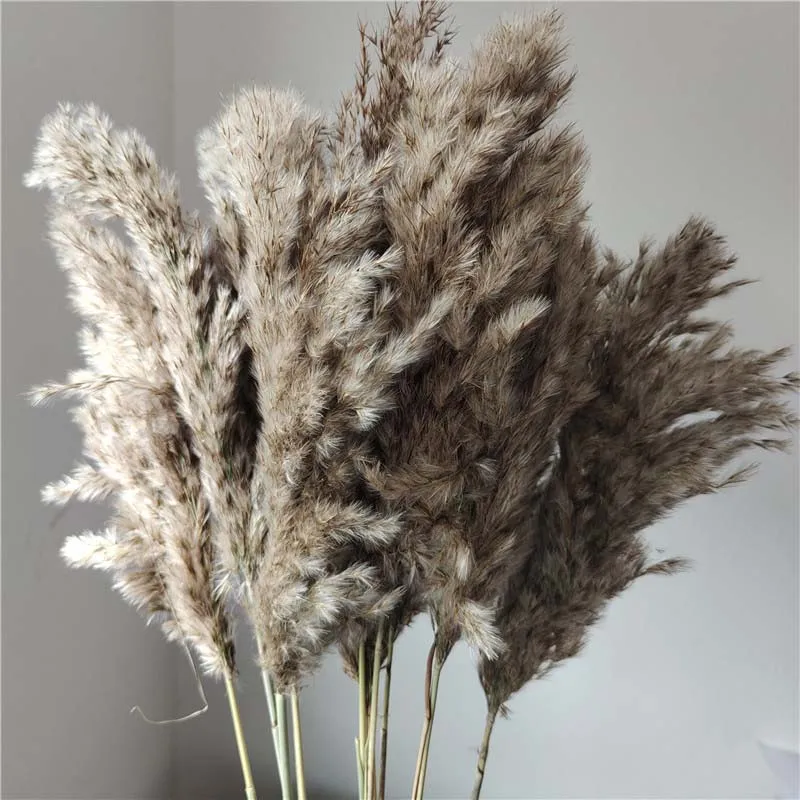 Flower Ear 15~30CM/7PCS Real Dried Natural Pampas Grass Flowers Bouquet,Dry Phragmites Small Bulrush DIY For Wedding Decoration