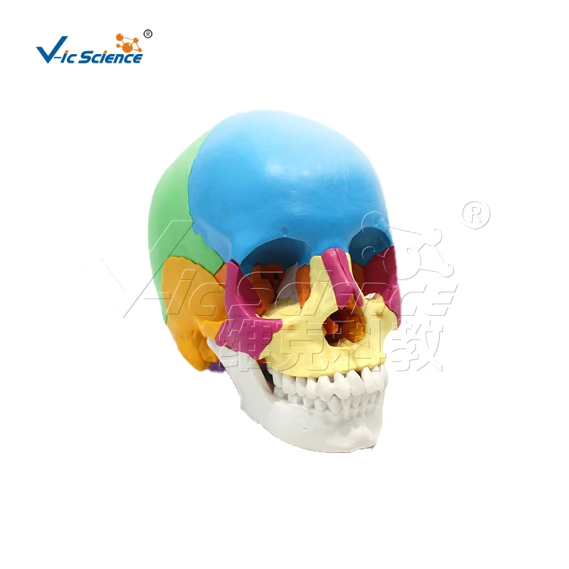 22 parts colored skull anatomical model