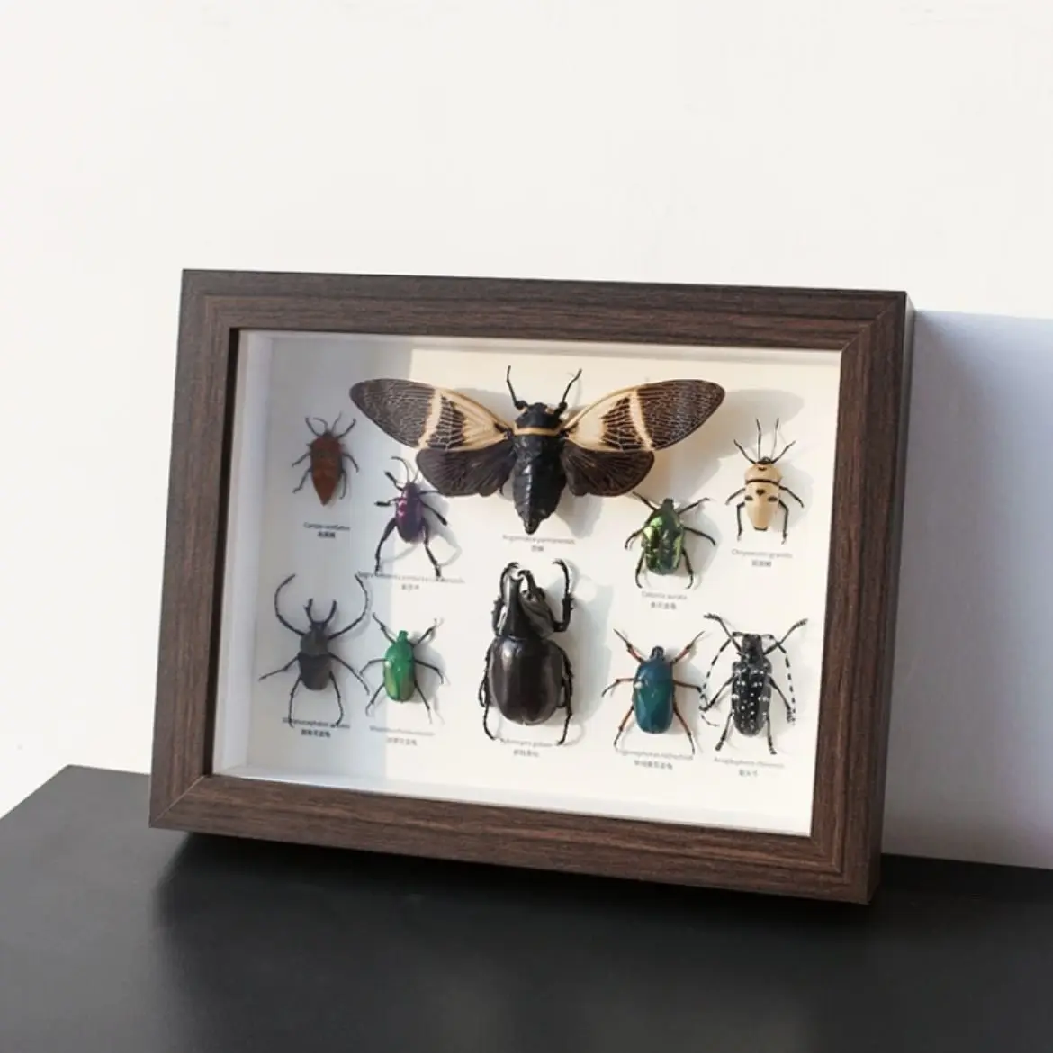 蝶の昆虫標本装飾オーナメント吊り下げ絵画立体中空フォトフレーム