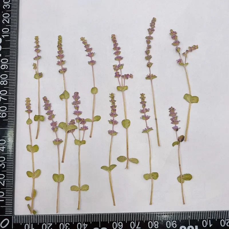 24PCS/5~8CM Natural Plants Small Dried Pressed Flowers Rotala Indica Branches,dry Gepresste Blumen For Nail Art,Resin Jewellery