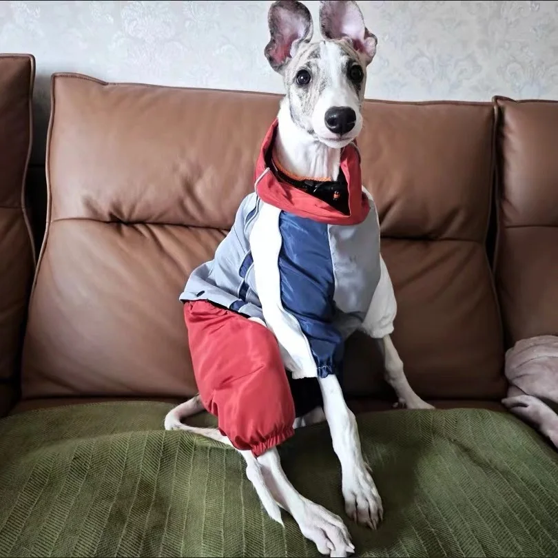 Giacca intercambiabile Whippet levriero italiano Abbigliamento leggero Iggy Giacca antivento impermeabile per cani di taglia piccola media