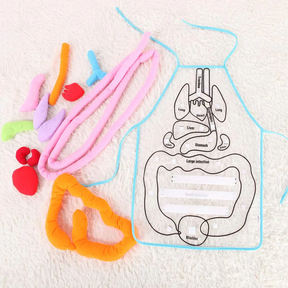 

1Set Human Body Organs Apron Kindergarten Teaching Aids Early Education Anatomy Learning Sensory Apron School Use