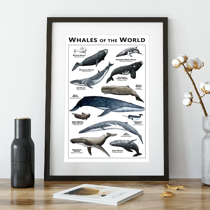 Whales of the World Poster Whale Species Illustrations Art Print Educational Ocean Wall Art Canvas Painting Homeschool Decor