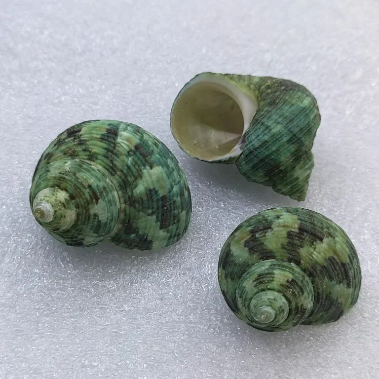 2pcs Green Snail Natural Shell Small Conch  Hermit Crab Spare Shell Replacement Fish Tank Landscaping Scallop