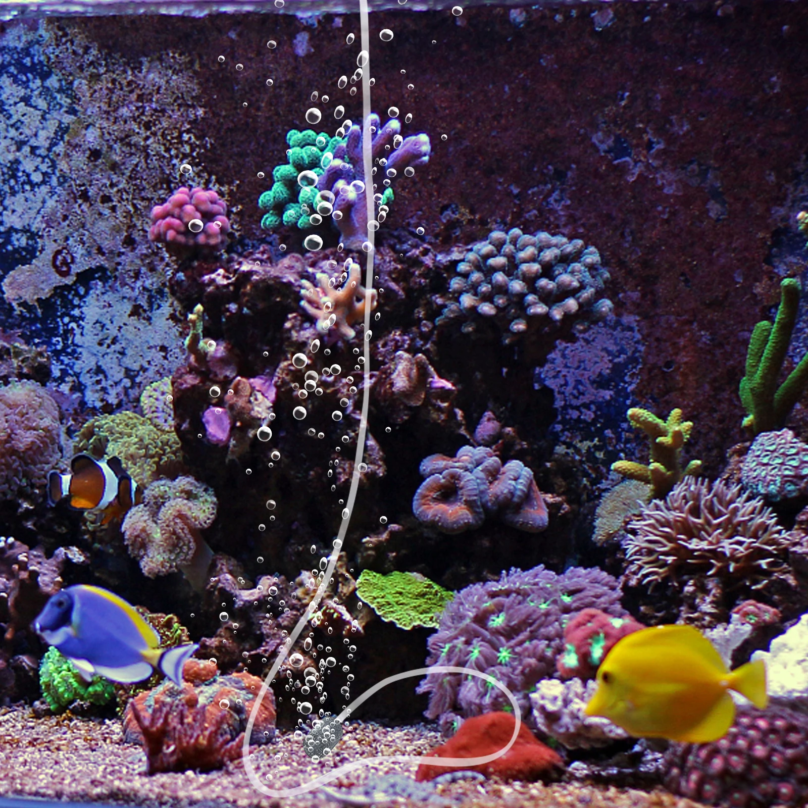 

1Set USB Charging Portable Oxygen Aerator Small Aquarium Air Pump Fish Tank Oxygenation Tool USB Aquarium Air Pump