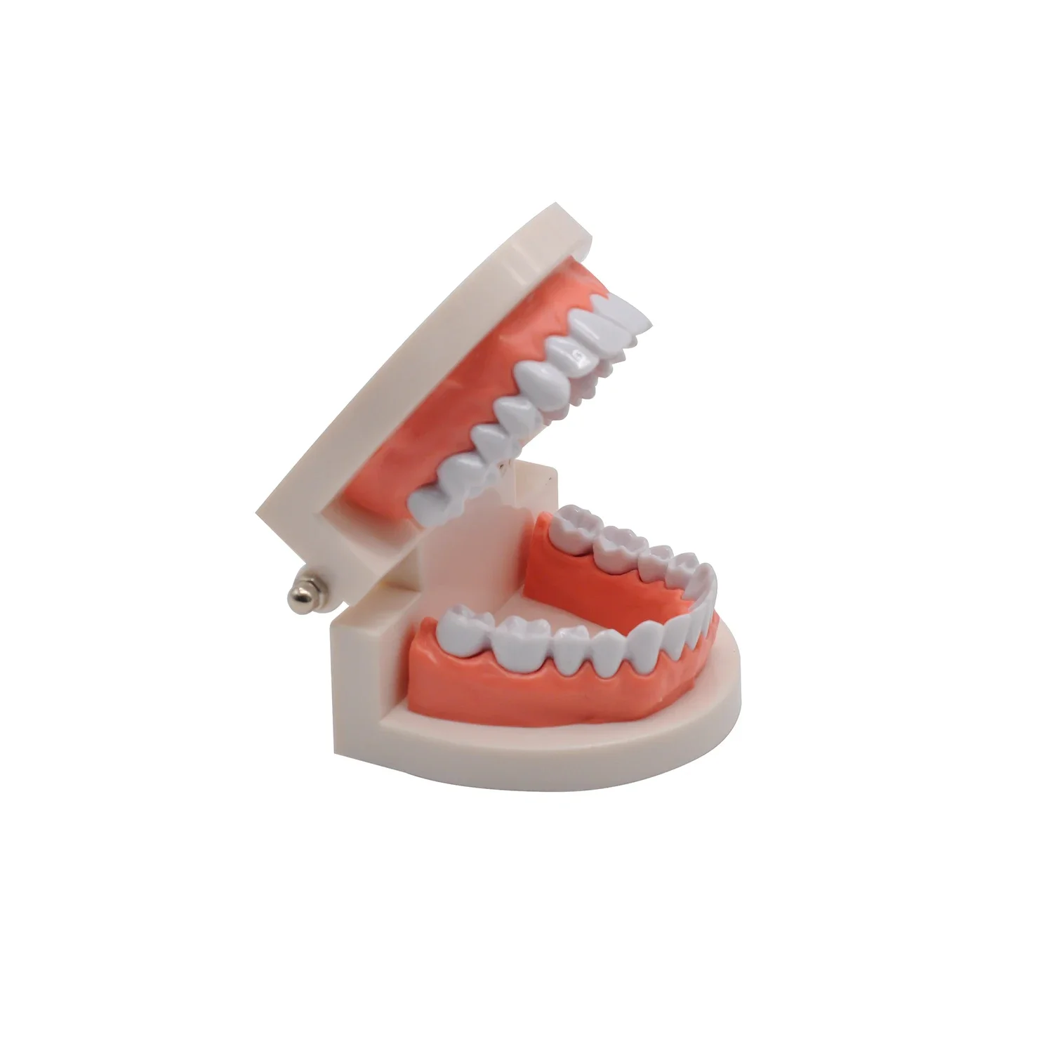 

1set 28 Teeth Dental Lab Model with Soft Gums Adult Standard Denture Demonstration Teaching Tool for Dentist Patient Education