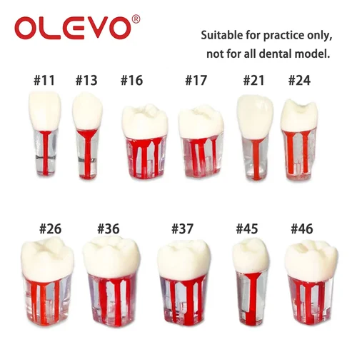 Imagen 2 del producto OLEVO 50 Uds Dental Endo dientes conducto radicular pulpa cavidad práctica diente modelo RCT entrenamiento endodóntico M8006 enseñanza de odontología