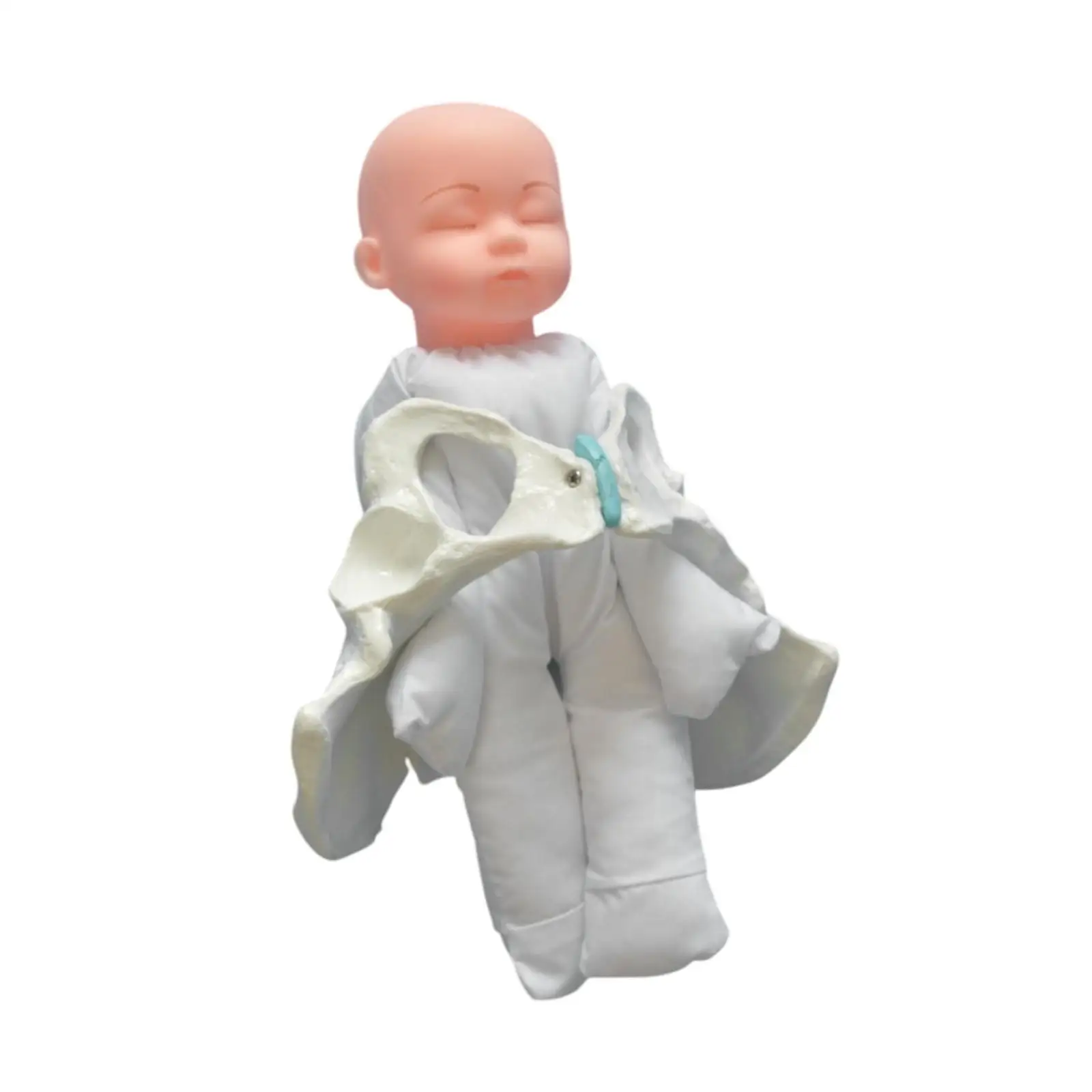 

Human Female Pelvis Model Life Size Medical Education Teaching Aids Study Display Childbirth Simulation Educational Equipment