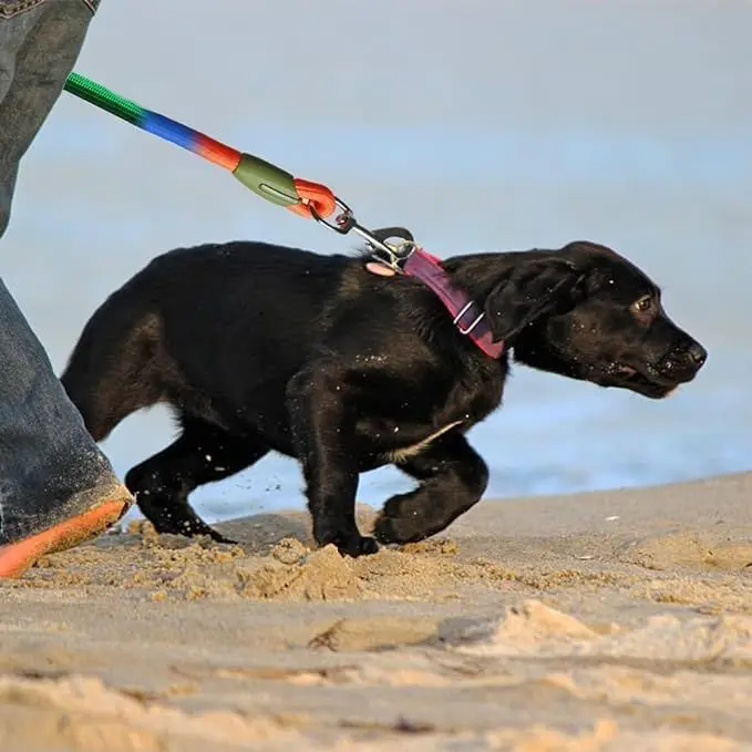 Thumbnail 3 - #78 Best Puppy Leads to Buy In 2026