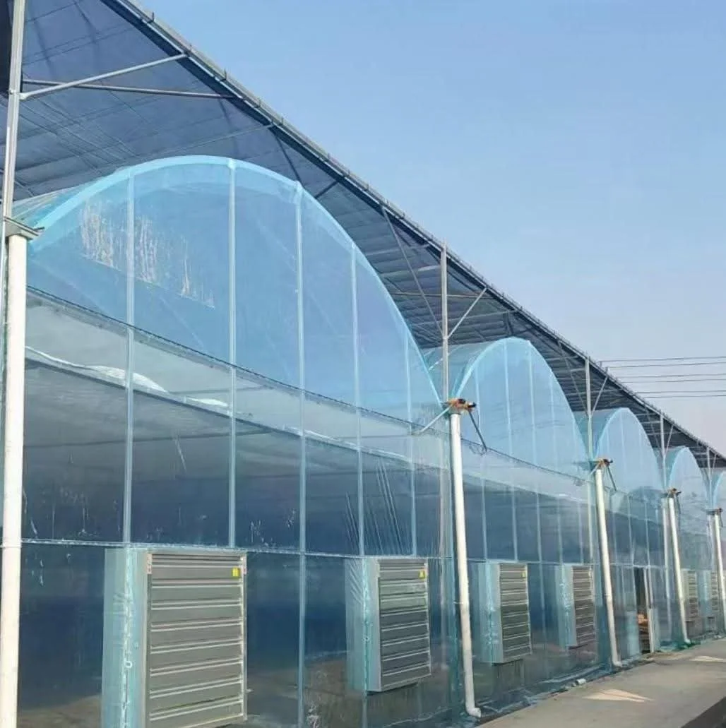 

Customized greenhouseHot-Dip Galvanized Structure Multi-span Plastic Film Greenhouse for Vegetables Growing