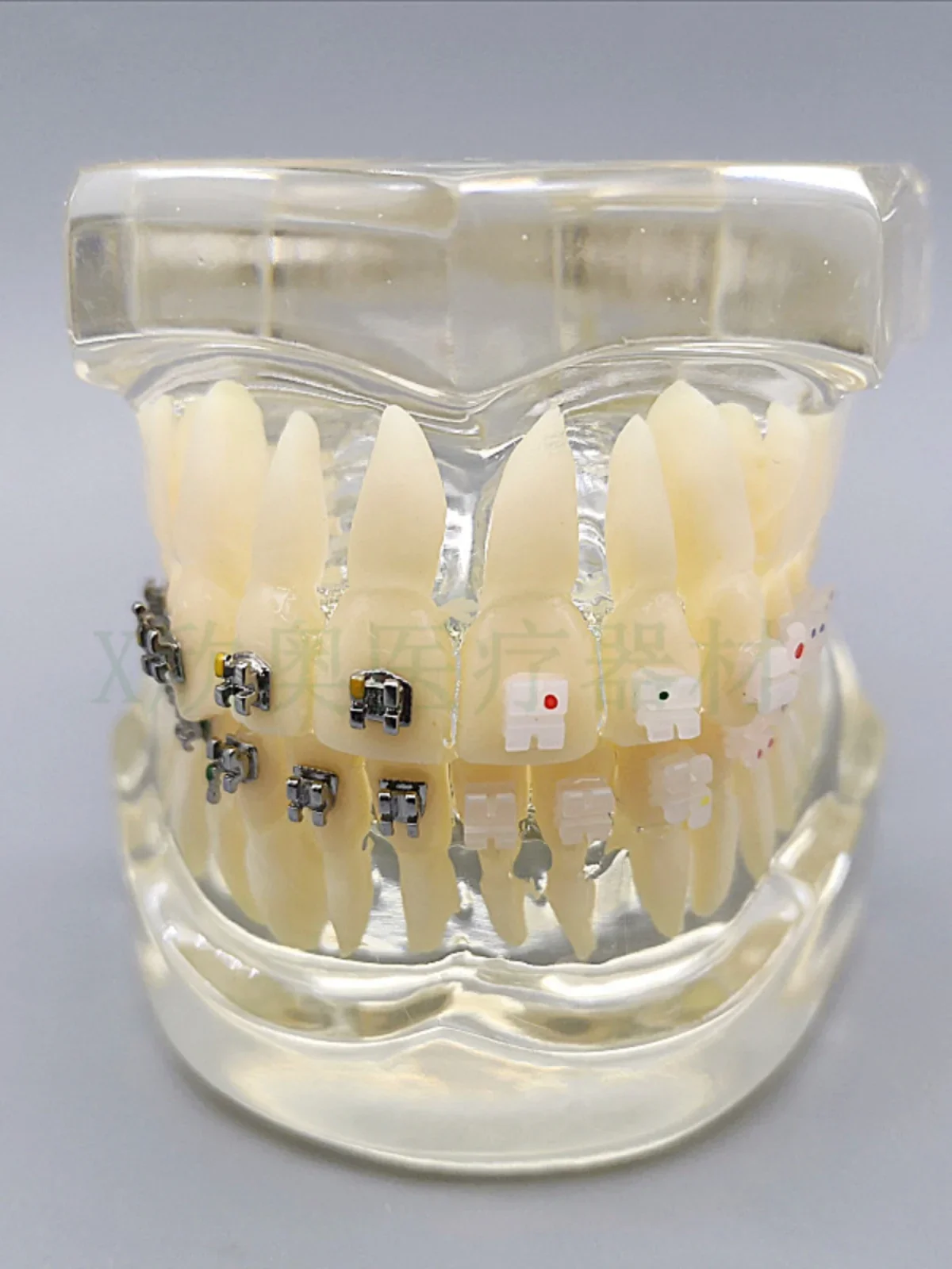 Modelo de enseñanza Dental Ortho Metal/cerámica con/sin soporte accesorios de odontología ortodoncia herramienta de modelado de dientes postizos