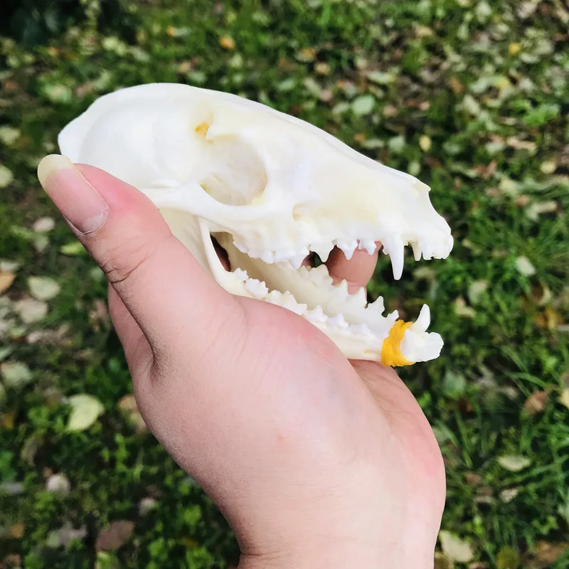 1pcs Pure Natural Taxidermy  Vulpes Raccoon  Skull Taxidermy Real Bone Skeleton Christmas Decoratio