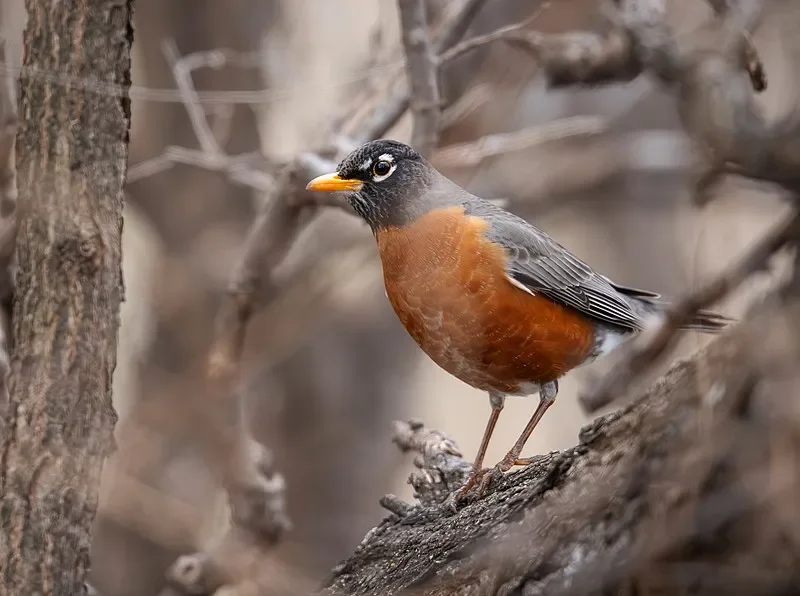 Ładowarka BETAFPV BT2.0 1S Lipo V2 - Type-C, 4.35V/5V 1A/2A, Tester Napięcia