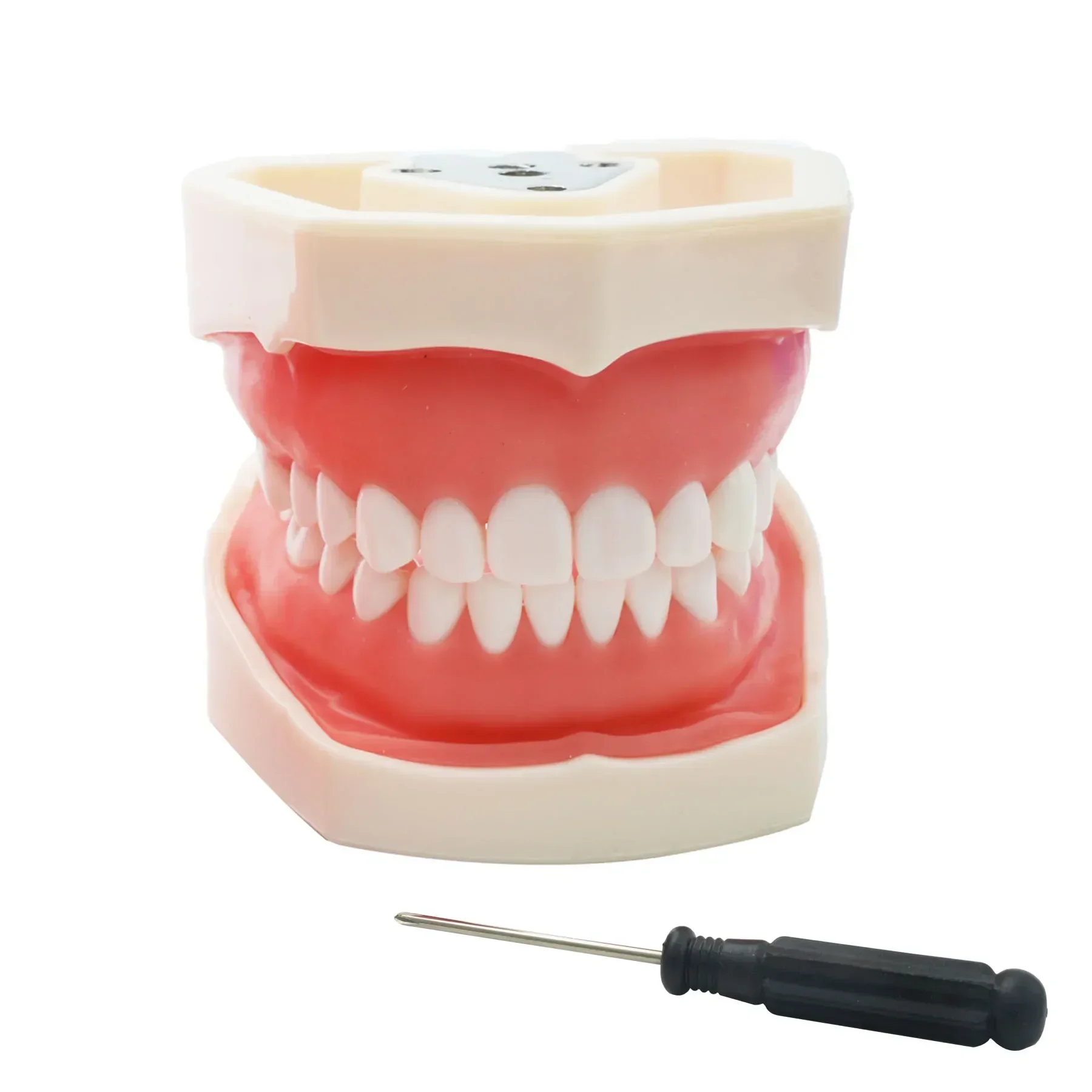 WELLCK Dental Model Practice Jaw Typodont Head Model