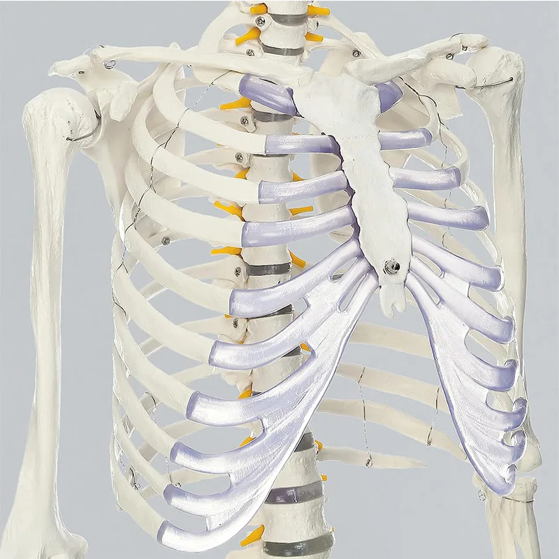 170cm Human Anatomical Skeleton Model White Skeleton Of Spinal Nerve Yoga Model Medical Teaching Equipment Tools