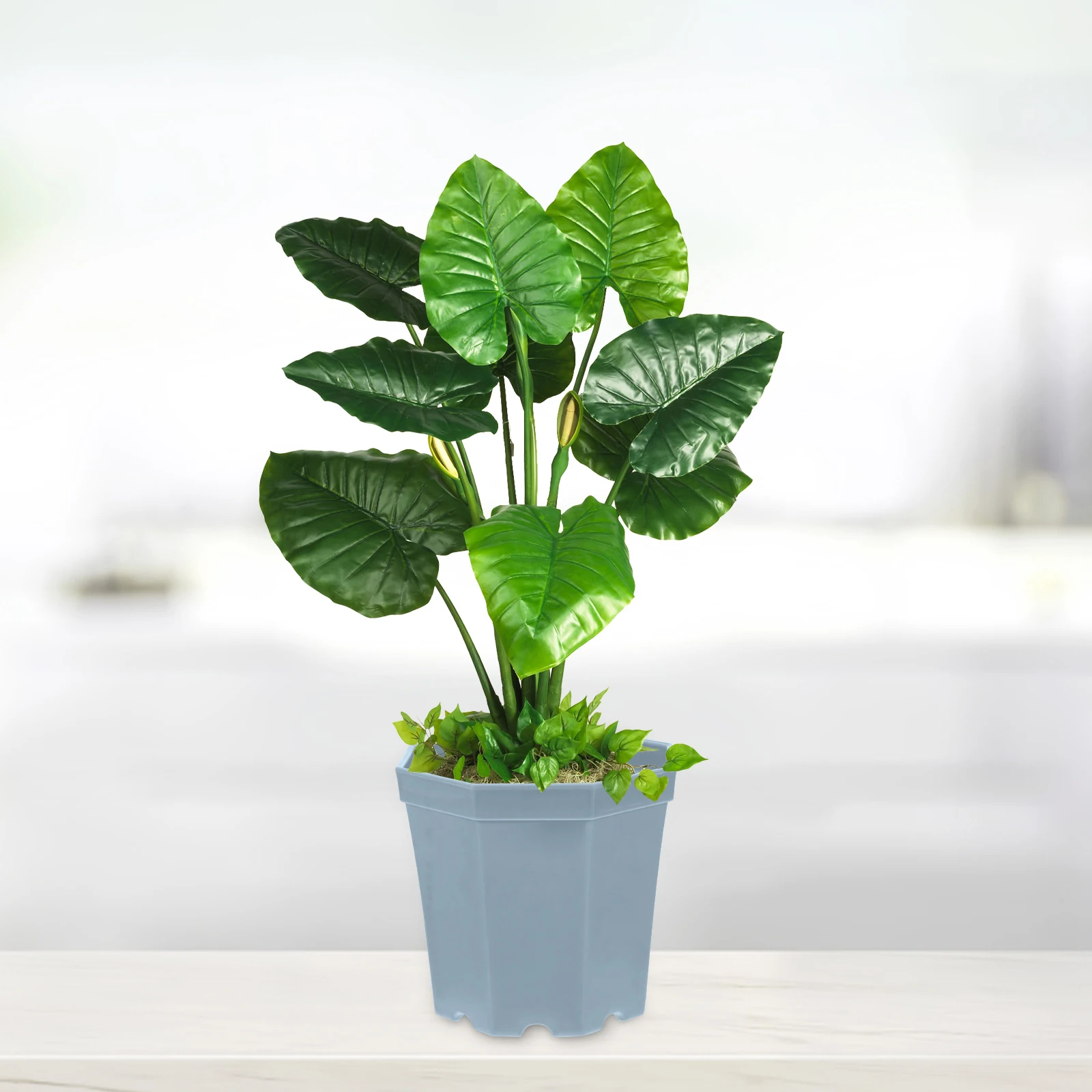 

5 Pcs Large Plastic Flower Pot Cactus Planter Fairy Suculentas Indoor Pots Grey Cute Succulent Planters Decorative