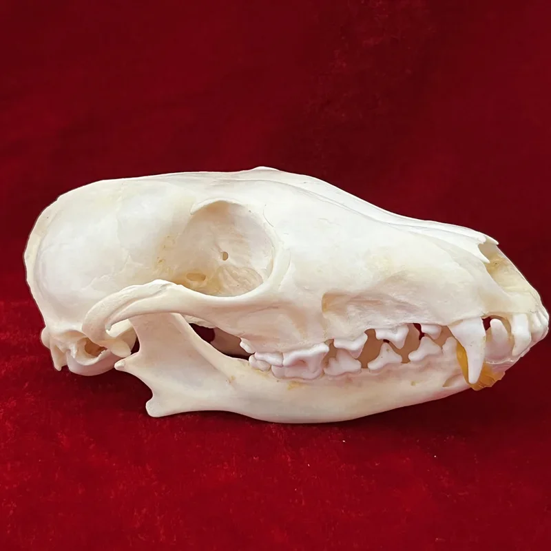 1pc Animal Taxidermy Combination Real Fox Bone Skull, Home Decor, Specimen Collectibles Study 12-14cm