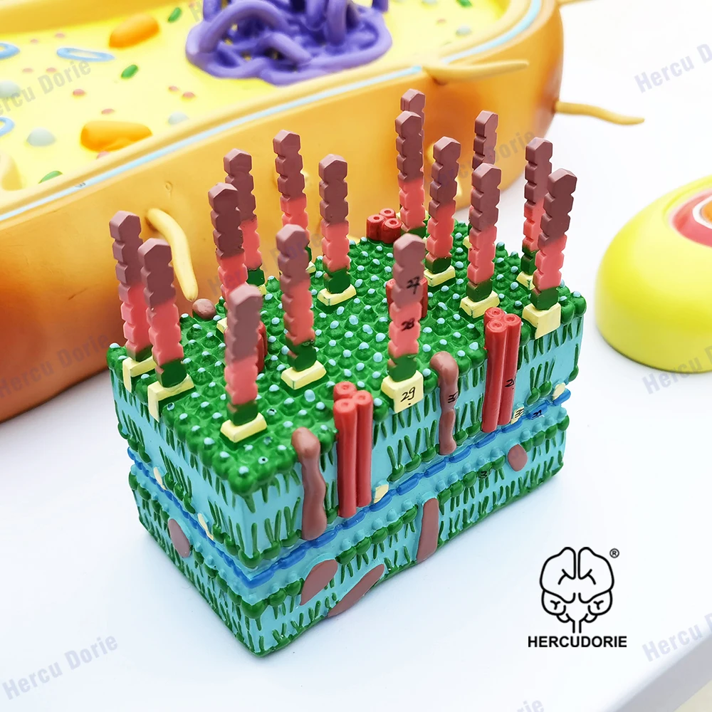 Microbial Bacterial Amplification Model, Trisection Virus Microstructure, Cell Sample, Chromosome DNA, Biomedical Model