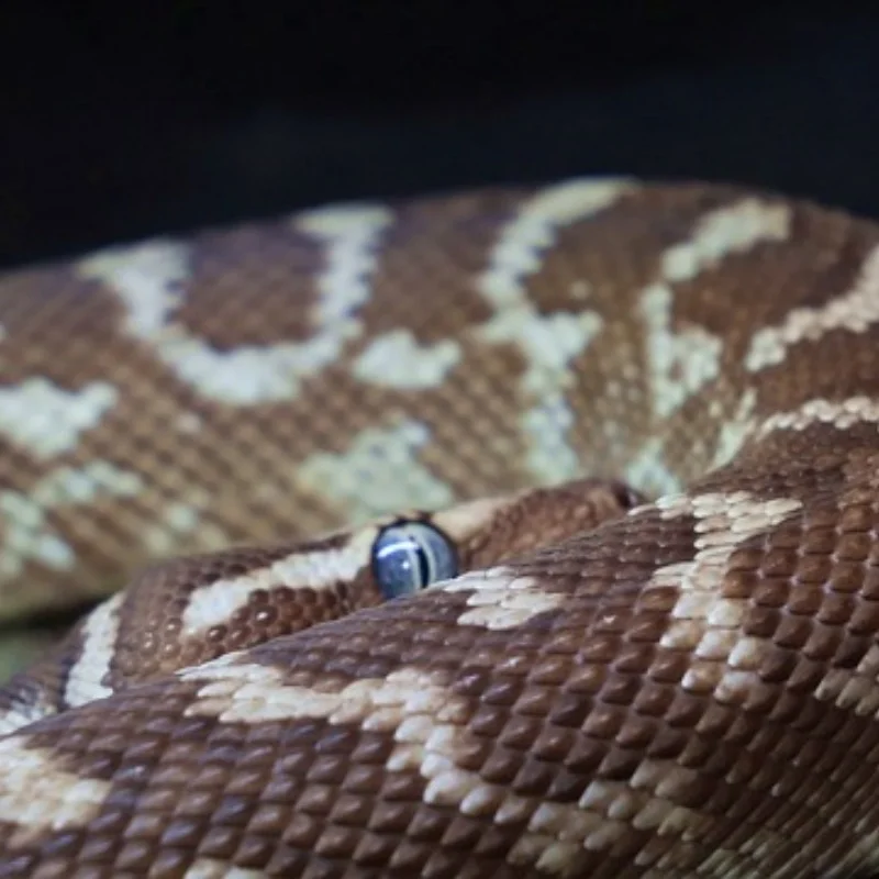 

Front Bumper for FMS 1/24 FCX24M Camel Cup D90 D110 Defender First Generation Range Rover Discovery