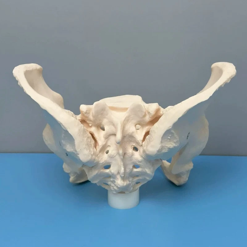 Female Pelvic Model Human Adult Orthopedics Pelvic Bone Pubic Sacrum Obstetrics and Gynecology Midwifery Teaching Medical Mold
