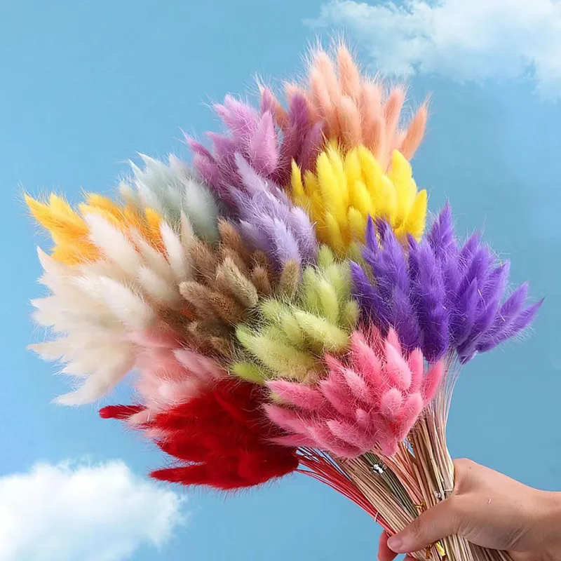 

300pcs Natural Floral Dried Flowers Bunny Rabbit Tail Grass Bouquet Colorful Lagurus Ovatus for Wedding Party Decoration