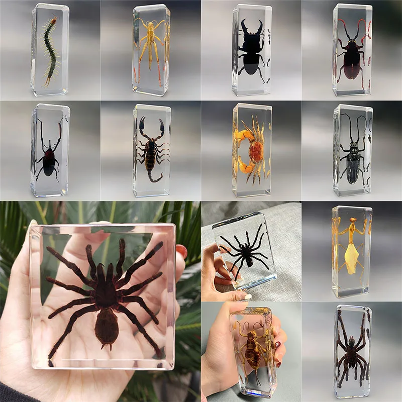 

Real Resin Insect Specimens Beetles,Spiders, Stag Beetles,Longhorn Beetles,Scorpions,Centipedes,Crabs,Specimen Small Ornaments