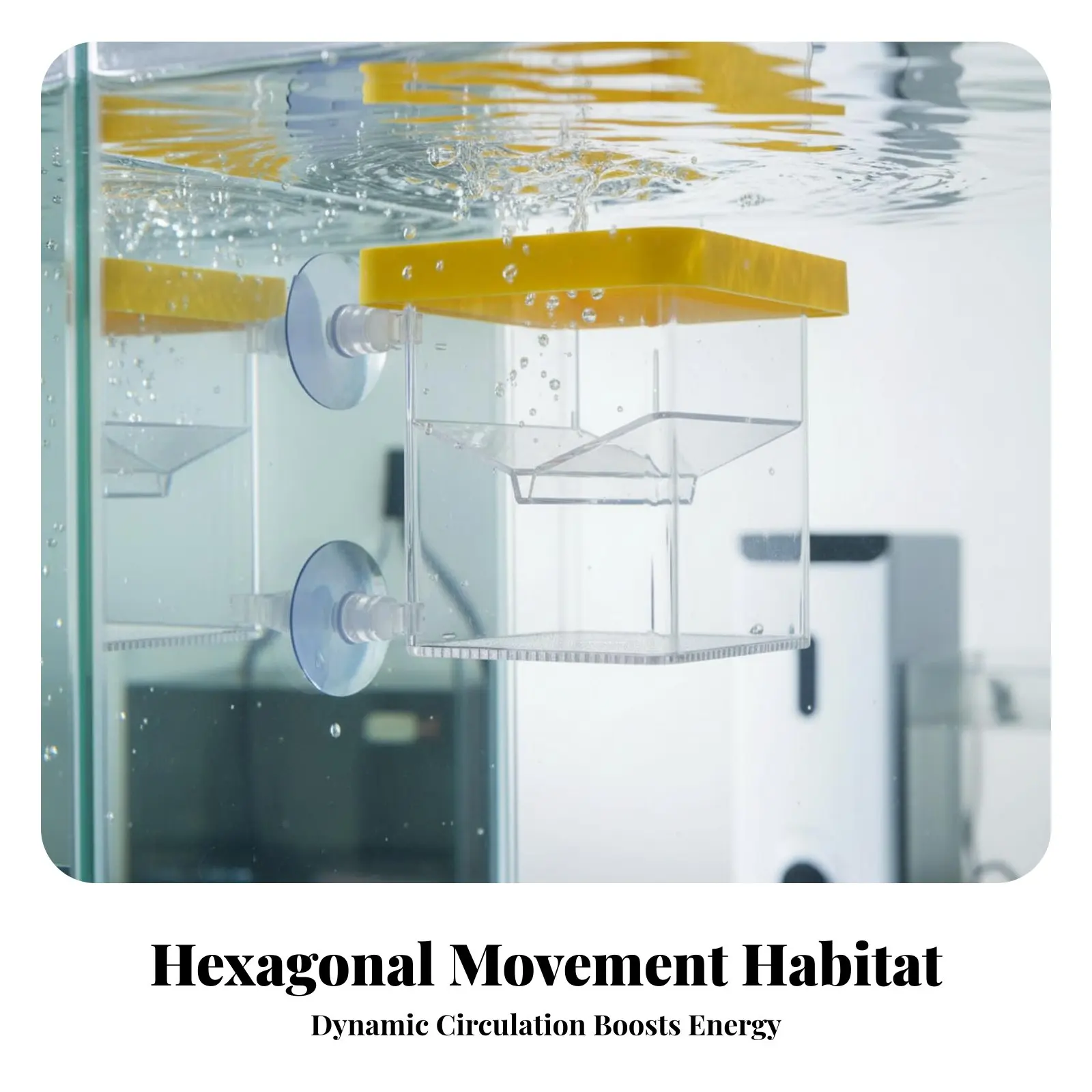 

Buoyant Aquatic Creature Breeder Box High Clarity Buoyant Aquatic Creature Separation Box Fry Separation Hatchery Versatile