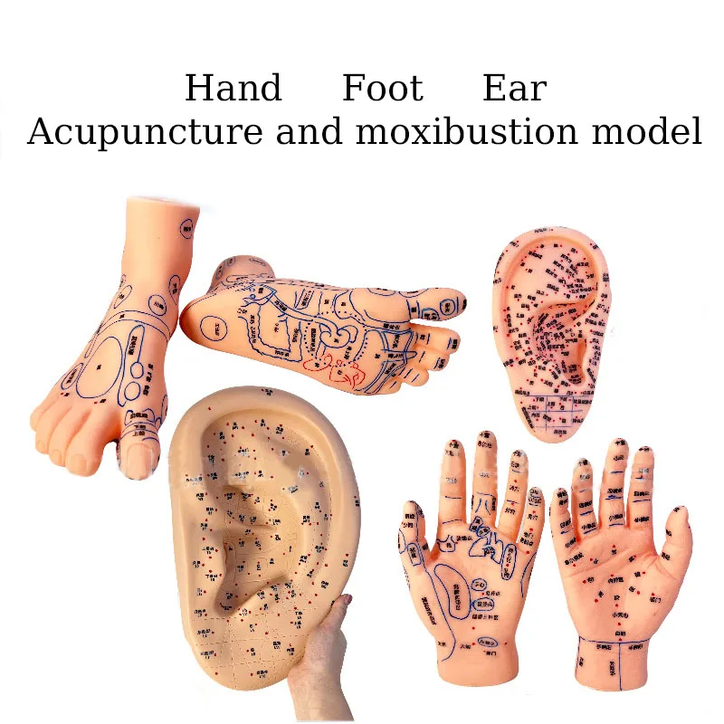 Hand And Foot Ear Acupoint Model Meridian Massage Acupuncture And Moxibustion Model Medical Teaching Supplies