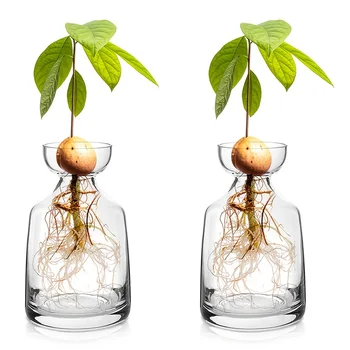 Two-piece Avocado Seed Starter Vase 1
