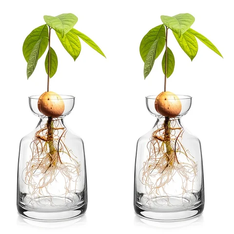 2-Piece Avocado Seed Starter Vase