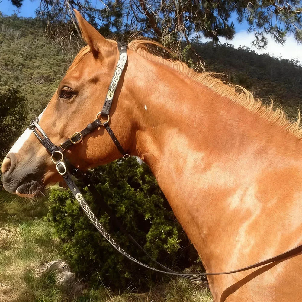 بو الجلود الخيول Bridle Halters مريحة حماية جلد الحصان الحصان رين تسخير قابل للتعديل دائم الحصان رئيس الستار