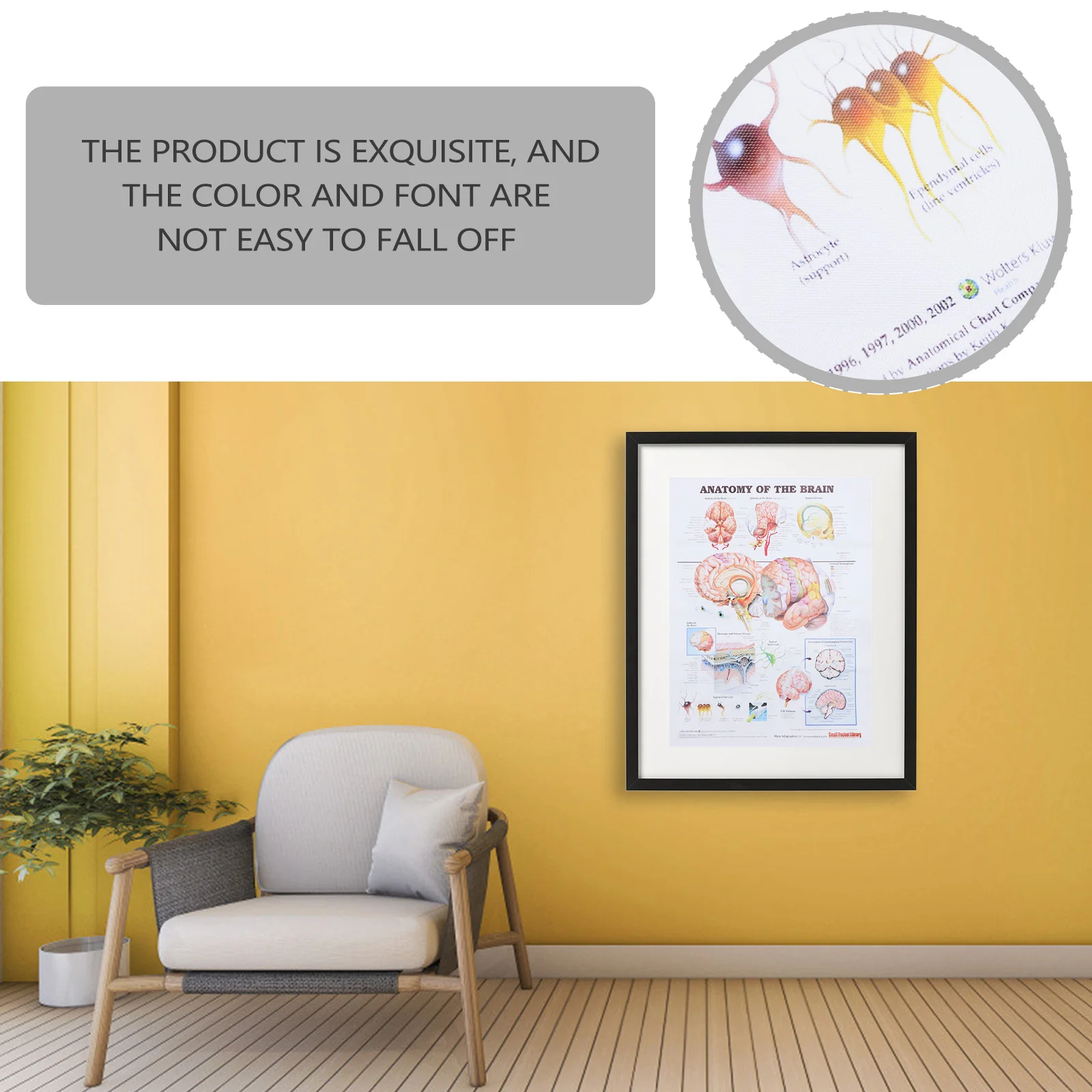 Analysis Poster Human Brain Anatomy Chart Medical Teaching Tool Labeled Wall Decor for School Hospital Classroom