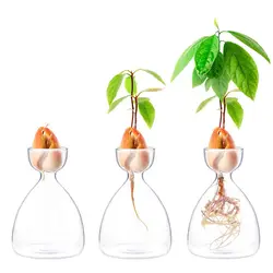 Avocado Seed Starter Vase Transparent Glass Vase Vase for Growing Plant Glass Seed Growing Kit for Gardening Lovers